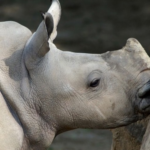 white rhino Wallpaper – HD Wallpapers of white rhinos!: Amazon.co.uk