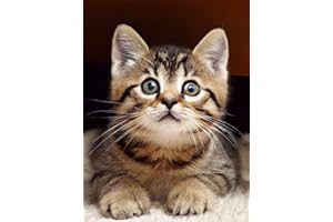 Bimkole 5d Diamond Painting Kit Bricolaje Arte Gato, Pintura De Arte Animal De Aves De Corral Pintura Diamantes Kits Estampados De Punto De Cruz Diamantes de Imitación Decoración de Pared, (30x40 cm)