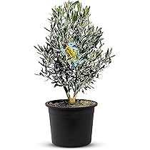 Ulivo Secolare 190 Cm - Albero Di Oliva Vera, Pianta Mediterranea Per Giardino