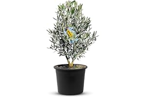 TropicTrees olivo estándar resistente | arbusto Olea Europaea con tronco liso y forma juguetona | olivo arbusto real 90 cm con aceitunas comestibles