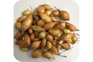 GROWTANICAL Onion Sets 'Centurion' x 50 for Spring Planting 'Grow Your Own'