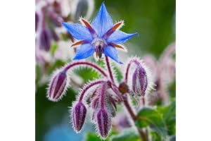 PREMIER SEEDS DIRECT - HERB Seeds - Borage - 500 Finest Seeds