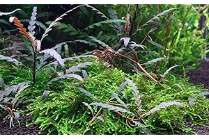 Tropica - Hygrophila pinnatifida in vitro