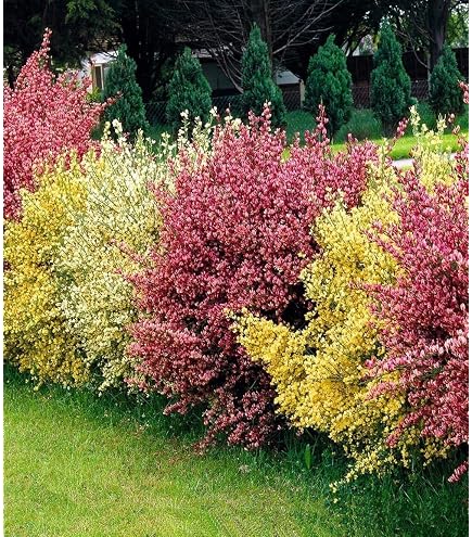 Cytisus x beanii - Kriechginster - Duftender Zwergginster - Kissenginster -  duftend : Amazon.de: Garten