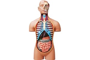 EXPLORA SCIENCES EXPLORA - Torse - Anatomie du Corps Humain - 546080 - Modèle Réaliste de 54 Pièces - Notice d'Assemblage et Quiz Éducatif - Kit de Découverte - Jeu pour Enfant - Scientifique - À Partir de 8 Ans