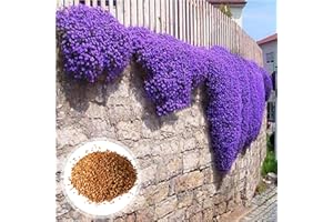 C-LARSS 1 Sac De Graines De Cresson Violet, Résistantes Au Froid Faciles à Planter, Graines D'herbes Accrocheuses Pour Le Jardin/Extérieur Violet Graines d'Aubrieta