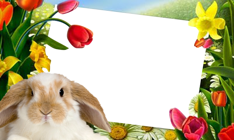 Easter Bunny Pictures Frame: Amazon.co.uk: Appstore for Android