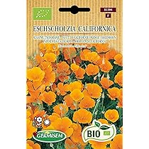 California Poppy Eschscholzia Californica , Plantae, La Honda Creek Open Space Preserve La Honda Ca Us Image646535314 - Foto 11