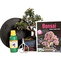 Anfänger Bonsai-Set Ulme - 6 teilig - ca. 30cm hoher Ulmen-Bonsai, 1 Schere, 1 Untersetzer, 1 Arbeitsdrehteller, 1…