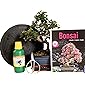 Anfänger Bonsai-Set Ulme - 6 teilig - ca. 30cm hoher Ulmen-Bonsai, 1 Schere, 1 Untersetzer, 1 Arbeitsdrehteller, 1…