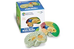 Modèle de cerveau en coupe en mousse souple de Learning Resources