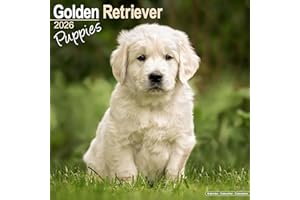 Golden Retriever Puppies Calendar 2026 Square Dog Puppy Breed Wall Calendar - 16 Month