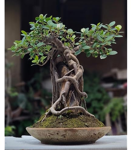Green Paradise® Live Plant Bonsai Tree Ficus Long Island Mini