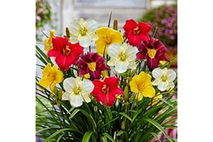 DUTCH BULBS EXCLUSIVE PLANTS FROM HOLLAND Piante Vere da Esterno - 5 Radici di Hemerocallis - Mix di 5 varietà - Perenni - Piante e Fiori Esclusivi dall'Olanda - Bianco-Rosso-Rosa-Viola (non semi, non bulbi, non artificiale)