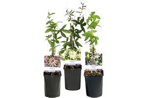 GREEN BOUTIQ GreenboutiQ - Fleur de passion - Passiflora Tricolour - Fleurs Roses Blanches Violettes - Peu d'entretien - 3 plantes - Pot 11cm Hauteur 40cm