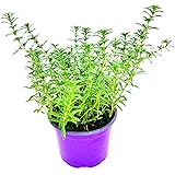 Orginal Florapartner Berg Bohnenkraut, Satureja montana Kräuter Pflanzen 1stk.