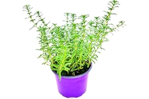 Orginal Florapartner Berg Bohnenkraut, Satureja montana Kräuter Pflanzen 1stk.