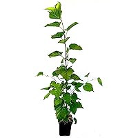 Seedeo® Schwarzer Maulbeerbaum (Morus nigra) ca. 30 cm - 40 cm