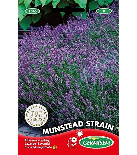 500 SEMI /seeds DI LAVANDA Vera PROVENZALE (lavandula Officinalis) PROFUNAZIONE - Foto 5