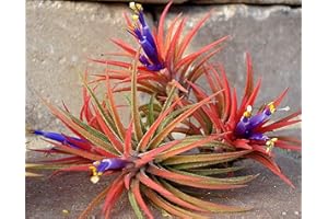 Biotope Aquatics Ltd - 3 Air Plants Iona - Tillandsia Ionantha Rubra