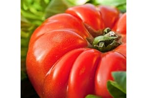 SEMISAUVAGE PERMACULTURE 30 Graines de Tomate Marmande - légume ancien jardin potager - Semences Paysannes