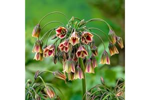 DUTCH BULBS EXCLUSIVE PLANTS FROM HOLLAND Bulbi Fiori Perenni da Esterno - 5 Allium Bulbi Giganteum Siculum - Piante e Fiori Esclusivi dall'Olanda - Profumati - per giardino, vasi e balcone (non semi, non artificiali)