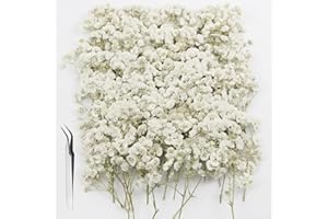 GZGXKJ 120pcs Gypsophila Essiccata Fiori Secchi Decorativi Piccoli Fiori Pressati Bianca Naturali Adatto per Artigianato Fai-da-te, Candele, Manicure, Custodie per Cellulari