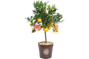 Vannucci Piante - Citrus nobilis, Citrus mandarino, Agrumi, Pianta vera, Pianta da terrazzo, Pianta da frutto, Mediterranea