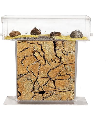 Kit Allevamento Formiche Formicaio Acrilico Con Formiche Vive - Kit ...