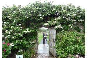 BLUMEN-SENF Kletterhortensie 60-70 cm – Hydrangea petiolaris – Winterharte Kletterpflanze für Schatten & Halbschatten – Blühende Kletter-Hortensie für Wand, Zaun & Pergola