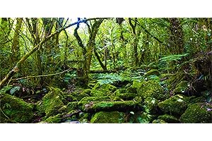 MIRRORANG 120x61cm Fondo de terrario Tropical Piedra Árbol Verde Reptil Fondo de hábitat Bosque Tropical Fondo de Acuario Fondo de Vinilo