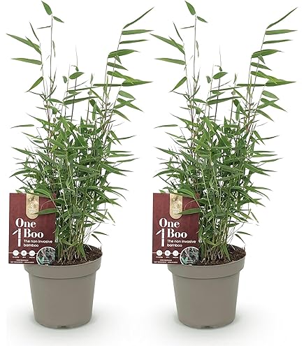 Malachite Bambus Monkeys 100-125cm - Fargesia speciosa - lebende  Gartenpflanze aus den Baumschulen : Amazon.de: Garten