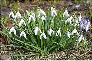 Oliwier's Bulbs 20x Single Snowdrop Galanthus Woronowii Early Spring Flowering Autumn Planting Bulbs Garden Perennial Plants White Flowers