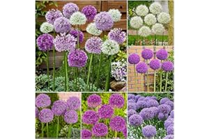 Flower field Story 12 Stück gemischte Allium-Zwiebeln Mehrjährige Blumenzwiebel Blühende bunte Blumen Geeignet für die Dekoration von Familiengarten Steingarten Einfacher Anbau