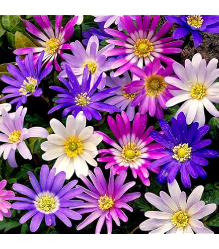 Mélange De Bulbes De Crocus Géants, 50 Pièces Exclusifs, Mélange De 5