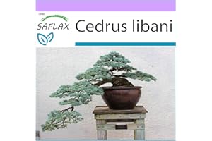 SAFLAX - Cedro del Líbano - 20 semillas - Cedrus libani