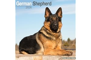 German Shepherd 2026 Calendar | Square Wall Calendar | Dog Breed Gift | Plastic Free Packaging | by Avonside Publishing