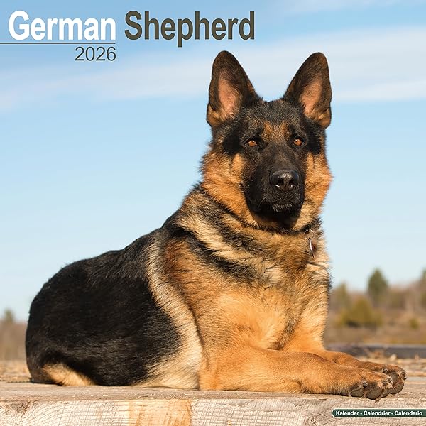 Buy For the Love of German Shepherds | 2026 14 x 24 Inch (Hanging