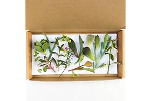 CLOUDS HILL SUCCULENTS Succulent House Plant cuttings Gift kit - Grow Your own Plants Indoors - 10 Plants Starters