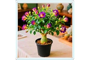 KVHSVB Resistente a la sequía y fácil de cultivar, una maceta de Rosa del Desierto puede embellecer el balcón.-2bulbos-A