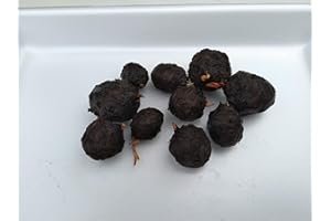 TUBIS-DE AQUA 5 Knolle Nymphaea Lotus Roter Tigerlotus - Seerose Wasserpflanze