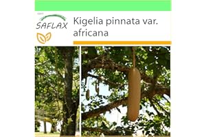 SAFLAX - Arbre à saucisses - 10 graines - Kigelia pinnata var. africana