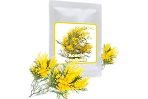 MAGIC OF NATURE 25 graines de Mimosa d'hiver/Acacia Dealbata/un noble plante méditerranéen pour maison, jardin, terrasse et balcon