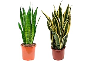 VIPARPLANT Sanseviera - Langue de belle-mère et langue de tigre - Plante naturelle pour maison ou bureau - Plante d'intérieur de décoration (Pack 2 Langue de Tigre et de belle-mère) SP22