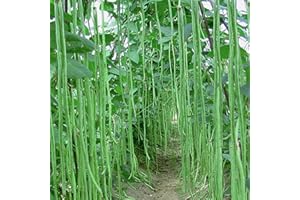 Mètre haricot/haricot/haricot asperge 50 x graines du Portugal 100% graines naturelles/porteur de masse véritable eye-catcher