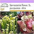 SAFLAX - Pitcher Plant Mix - 10 Seeds - Sarracenia Flava/S. purpurea - Mix