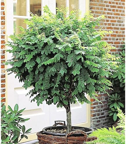 Thuja Spirale Smaragd-Edelthuja, Hhe: 150-160 cm, Formpflanze, Winterhart,  Immergrn + Dnger : Amazon.de: Garten