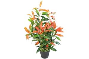 Leaf Artificial Ficus Tree/Plant, Photinia Red Green, 80cm