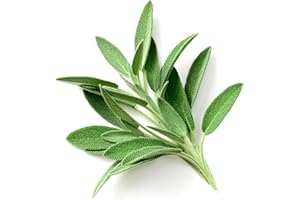 ACQUA TOWER GROWING SYSTEMS Herb Plants - Sage 'English' - 6 x Plug Plant Pack - Sage Plants - Plug Plants - Sage - Garden Ready + Ready to Plant - Indoor or Outdoor - Premium Quality Plants