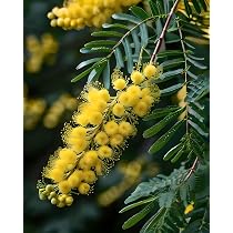 Seedeo Silber-Akazie/Winter-Mimose (Acacia dealbata) ca. 50 Samen :  Amazon.de: Garten